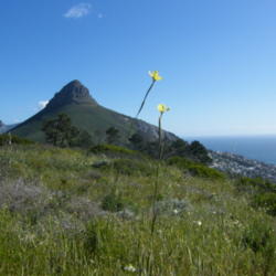 Location: Signal Hill Cape Town
Date: 2009-10-09
Photo courtesy of: Andrew massyn