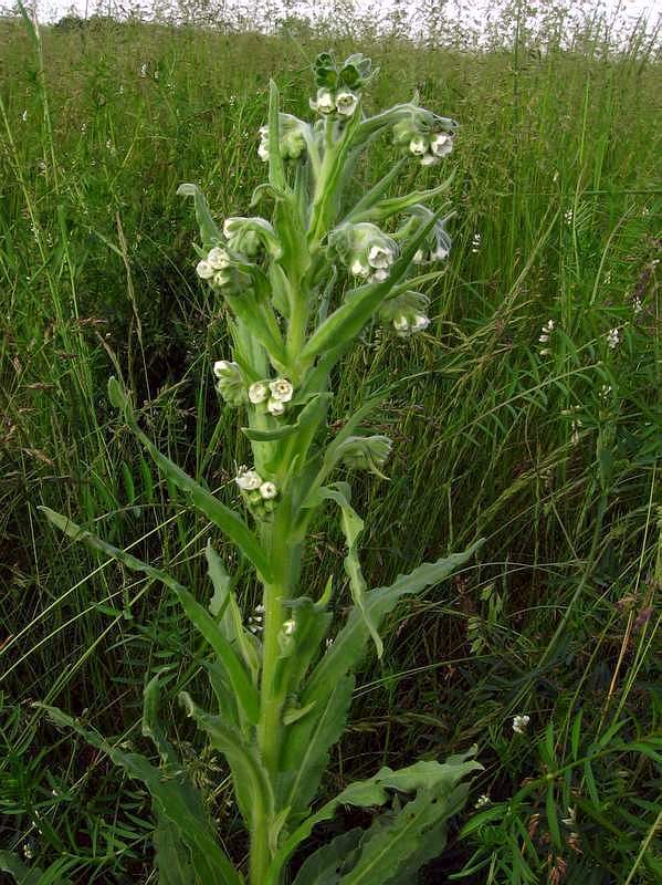 Photo of Houndstongue (Cynoglossum officinale) uploaded by admin