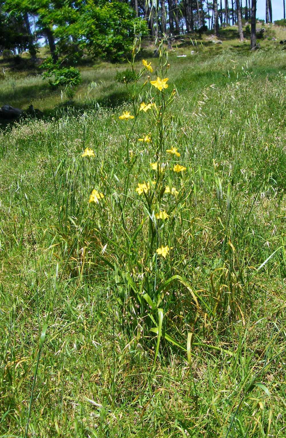 Photo of Giant Iris (Moraea ramosissima) uploaded by admin