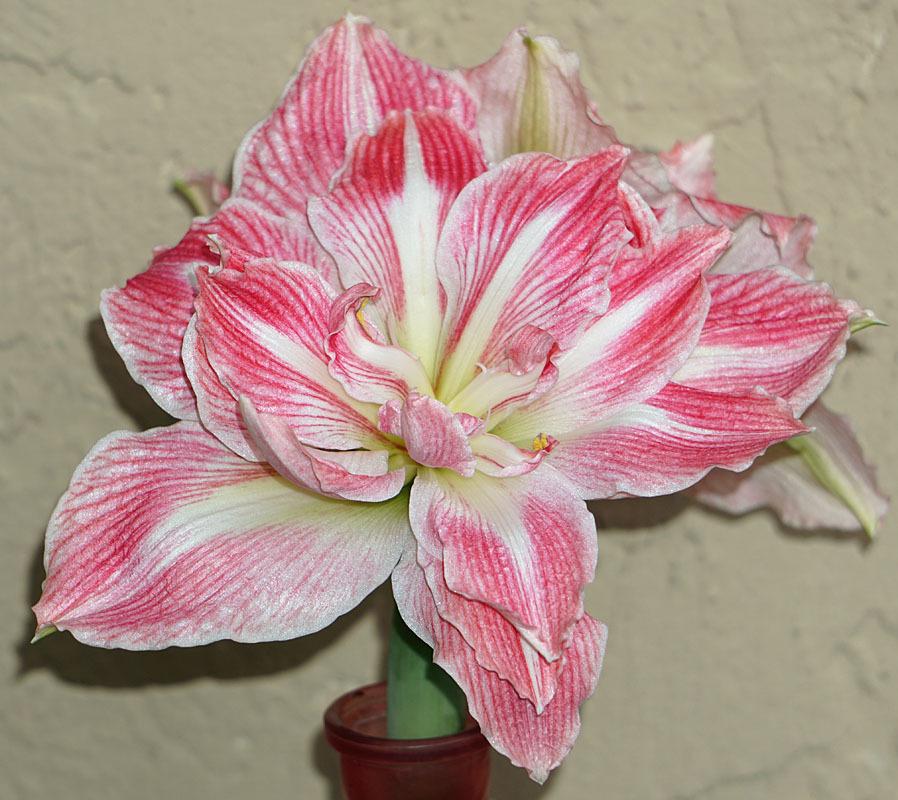 Photo of Amaryllis (Hippeastrum 'Pretty Nymph') uploaded by bsharf