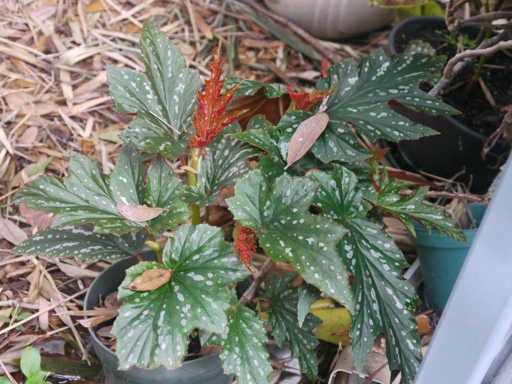 Photo of Angel Wing Begonia (Begonia 'Sophie Cecile') uploaded by dyzzypyxxy