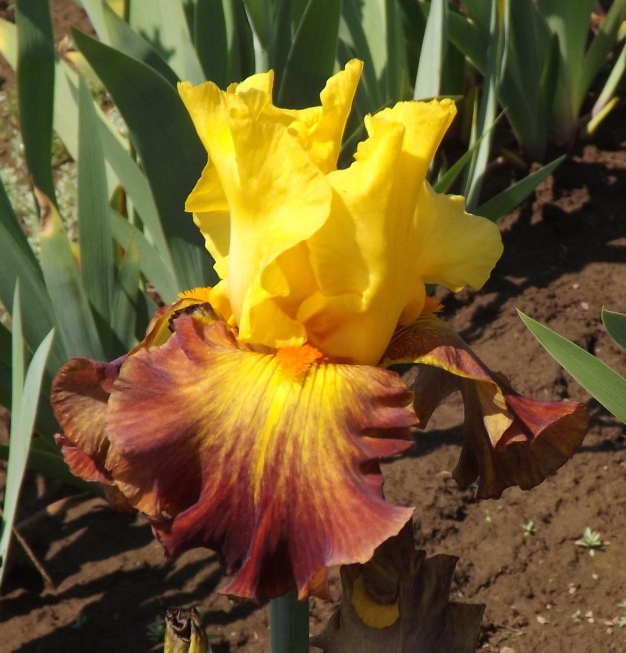 Photo of Tall Bearded Iris (Iris 'Hot Danish') uploaded by Calif_Sue