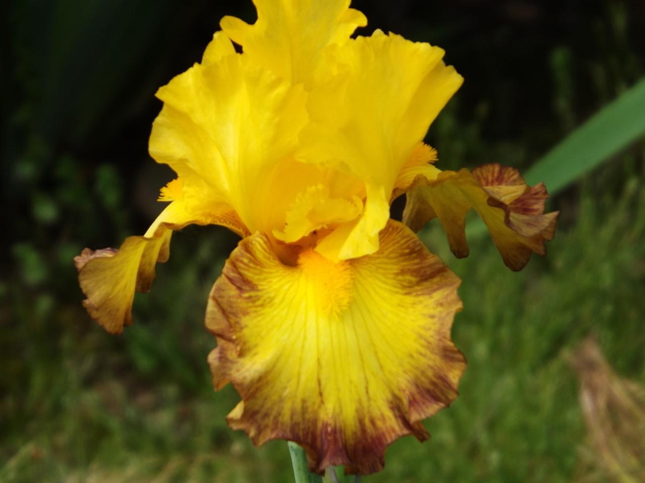 Photo of Tall Bearded Iris (Iris 'Late Pickings') uploaded by Calif_Sue