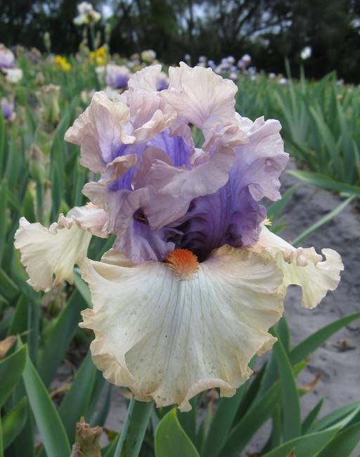Photo of Tall Bearded Iris (Iris 'Back on Stage') uploaded by Calif_Sue
