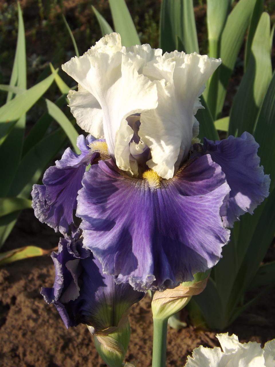 Photo of Tall Bearded Iris (Iris 'Champagne Journey') uploaded by Calif_Sue