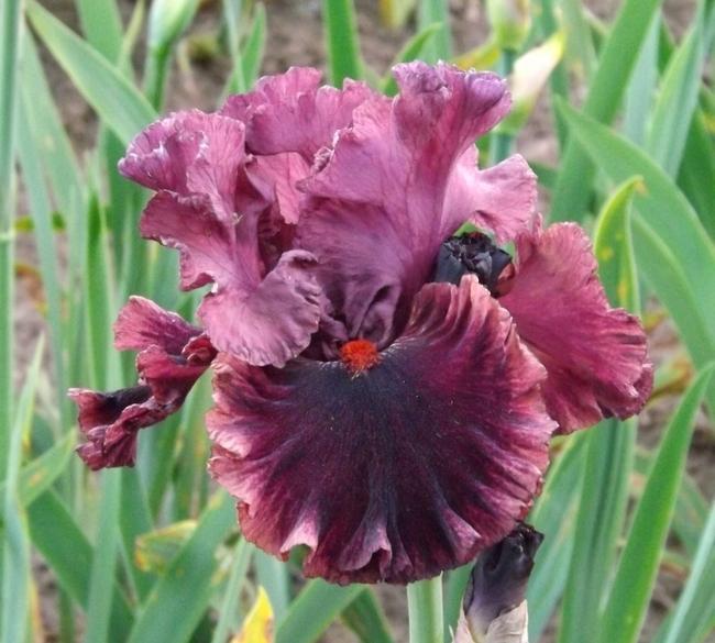 Photo of Tall Bearded Iris (Iris 'Hint of Danger') uploaded by Calif_Sue