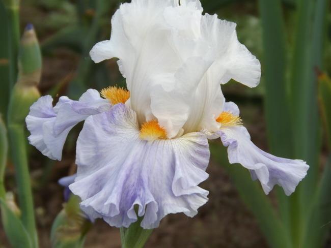 Photo of Tall Bearded Iris (Iris 'Churchill Lane') uploaded by Calif_Sue