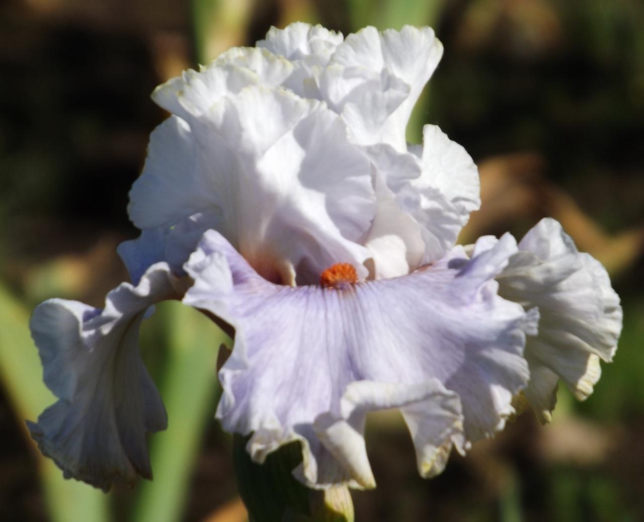 Photo of Tall Bearded Iris (Iris 'Love Changes') uploaded by Calif_Sue