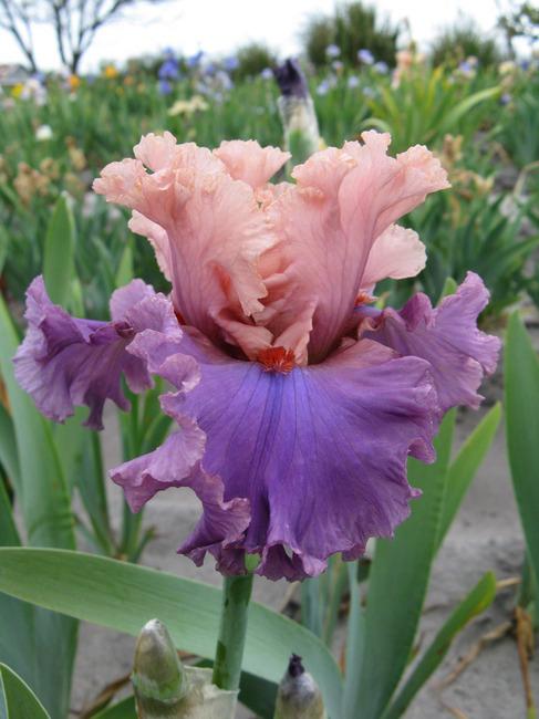 Photo of Tall Bearded Iris (Iris 'Ballerina Queen') uploaded by Calif_Sue