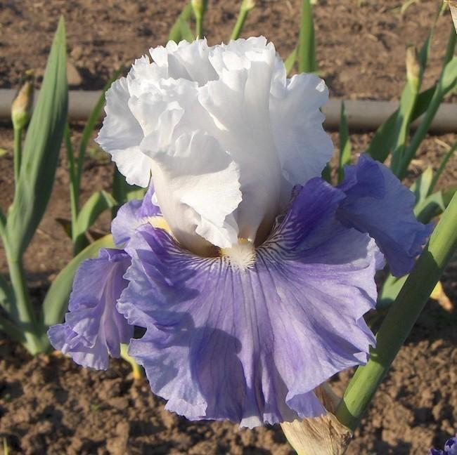 Photo of Tall Bearded Iris (Iris 'Heaven's Reply') uploaded by Calif_Sue