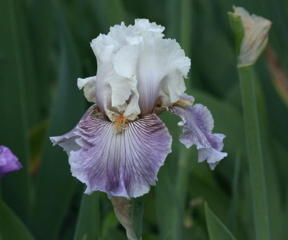 Photo of Tall Bearded Iris (Iris 'Juicy Rumours') uploaded by Calif_Sue