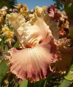 Photo of Tall Bearded Iris (Iris 'Champagne and Strawberries') uploaded by Calif_Sue