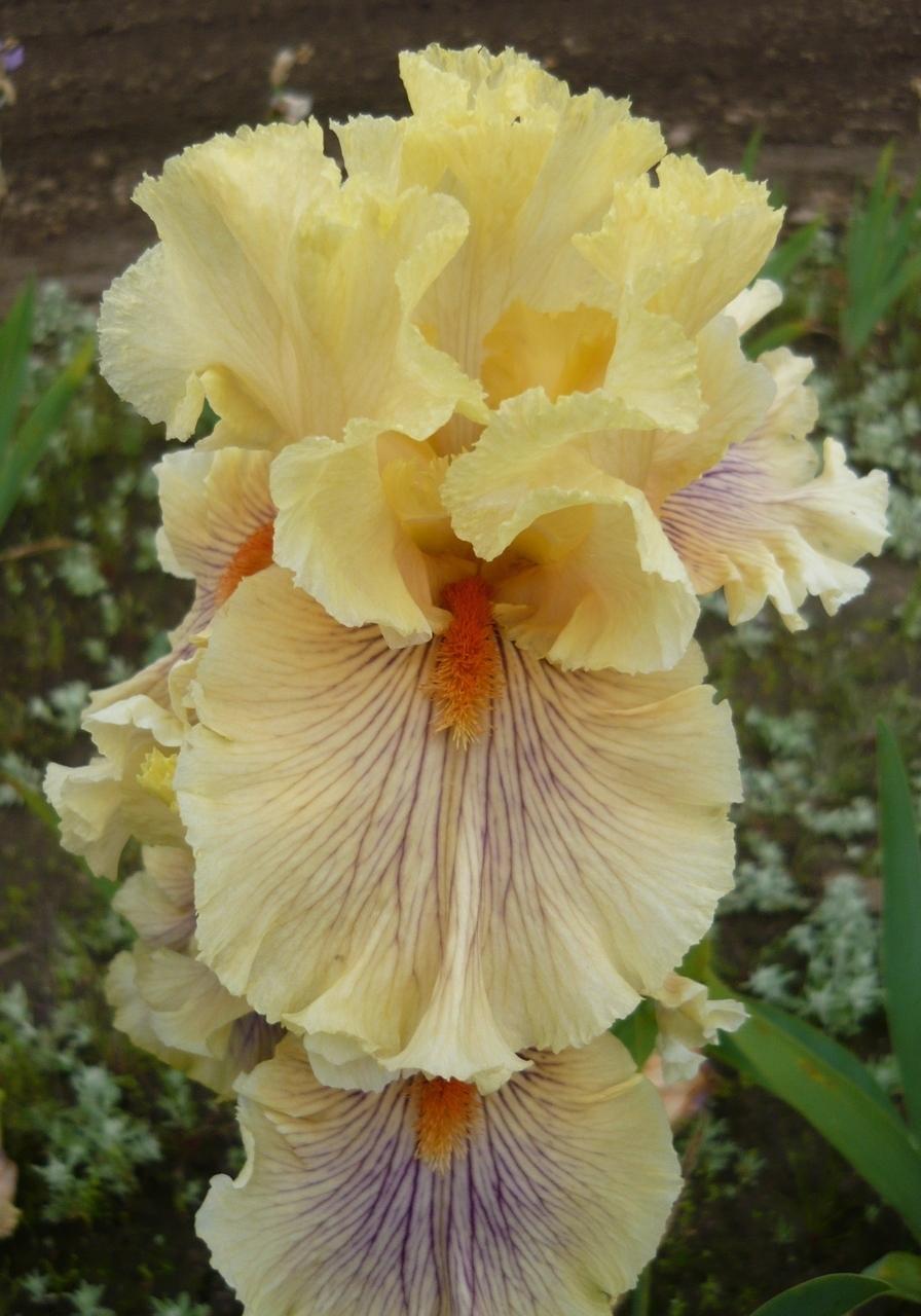 Photo of Tall Bearded Iris (Iris 'Dreamalot') uploaded by Calif_Sue