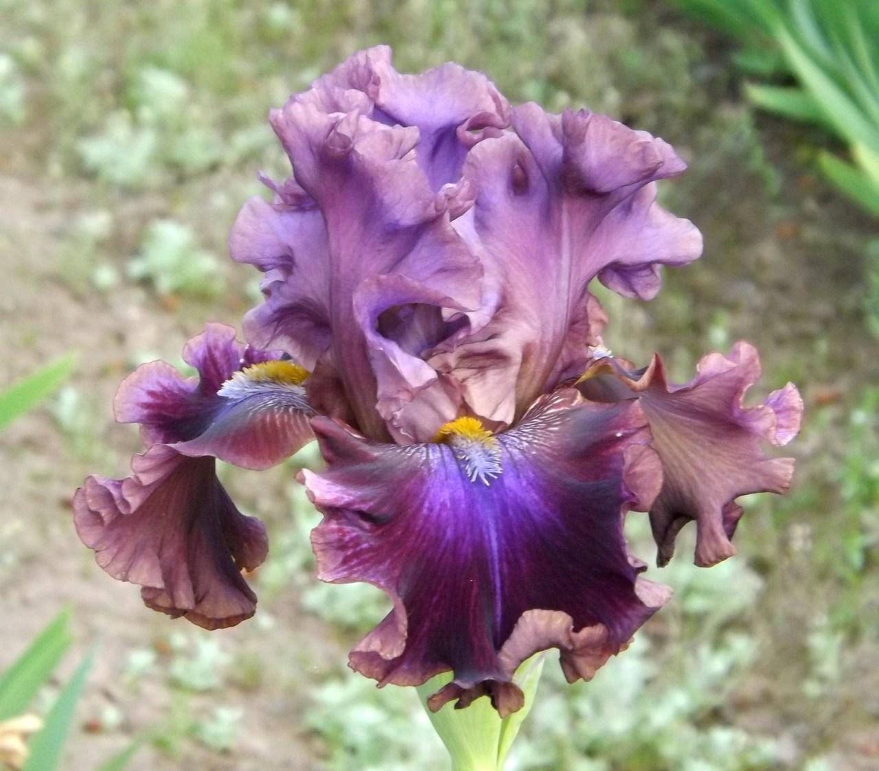 Photo of Tall Bearded Iris (Iris 'Electric Candy') uploaded by Calif_Sue
