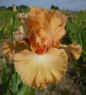Photo of Tall Bearded Iris (Iris 'Legally Orange') uploaded by Calif_Sue