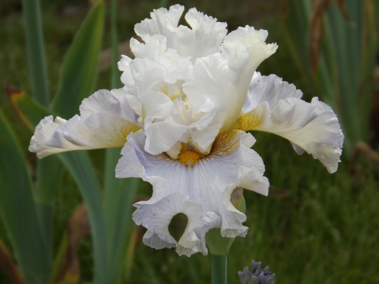 Photo of Tall Bearded Iris (Iris 'Bubbles All Round') uploaded by Calif_Sue
