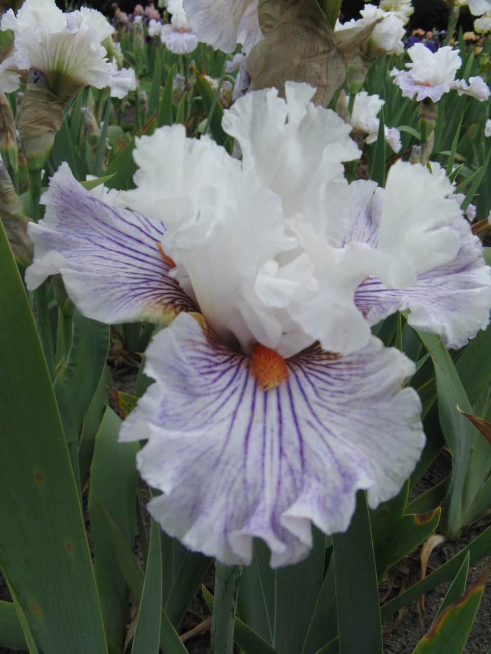 Photo of Tall Bearded Iris (Iris 'Hysteria') uploaded by Calif_Sue