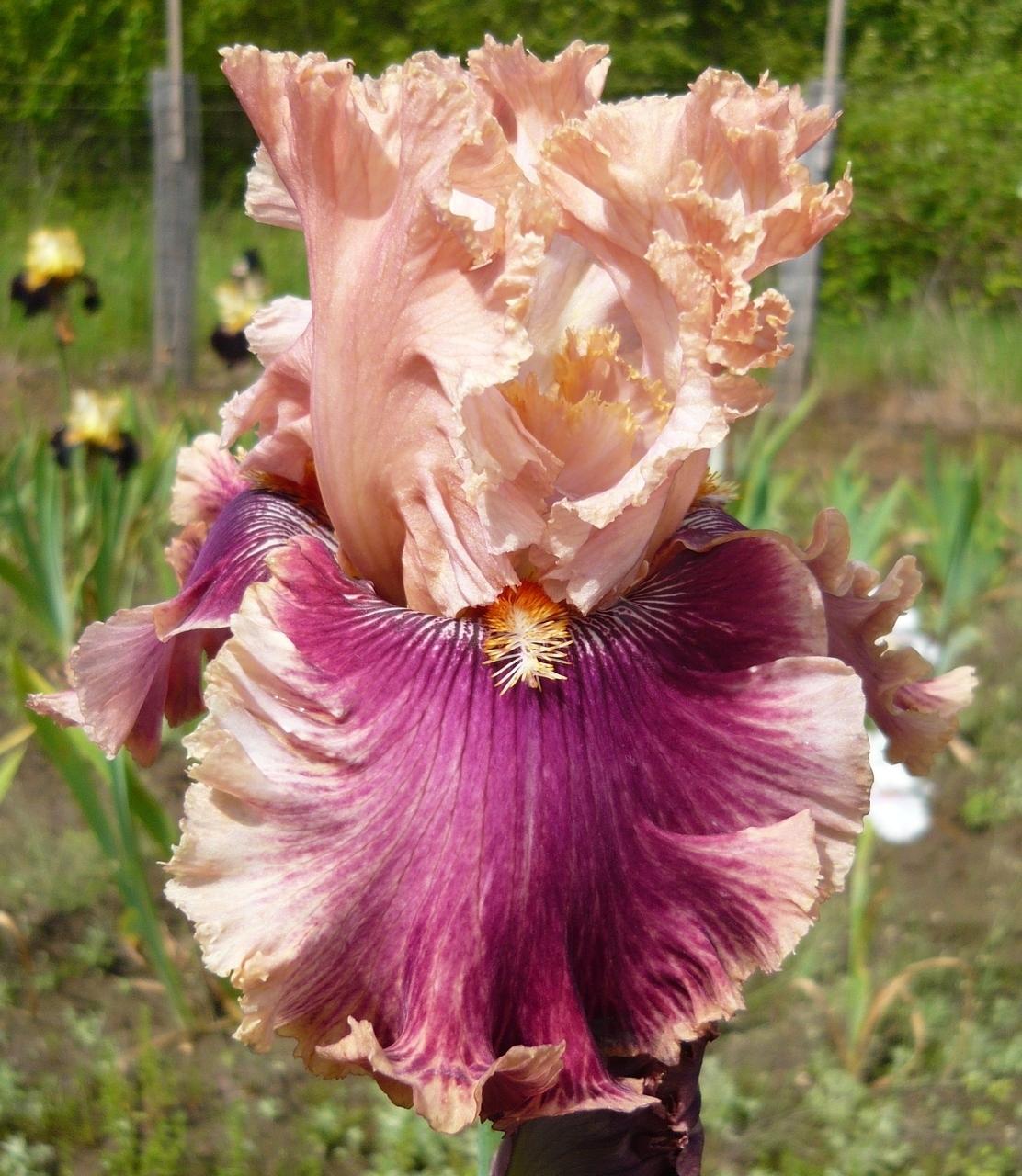 Photo of Tall Bearded Iris (Iris 'Lord of Mayfair') uploaded by Calif_Sue