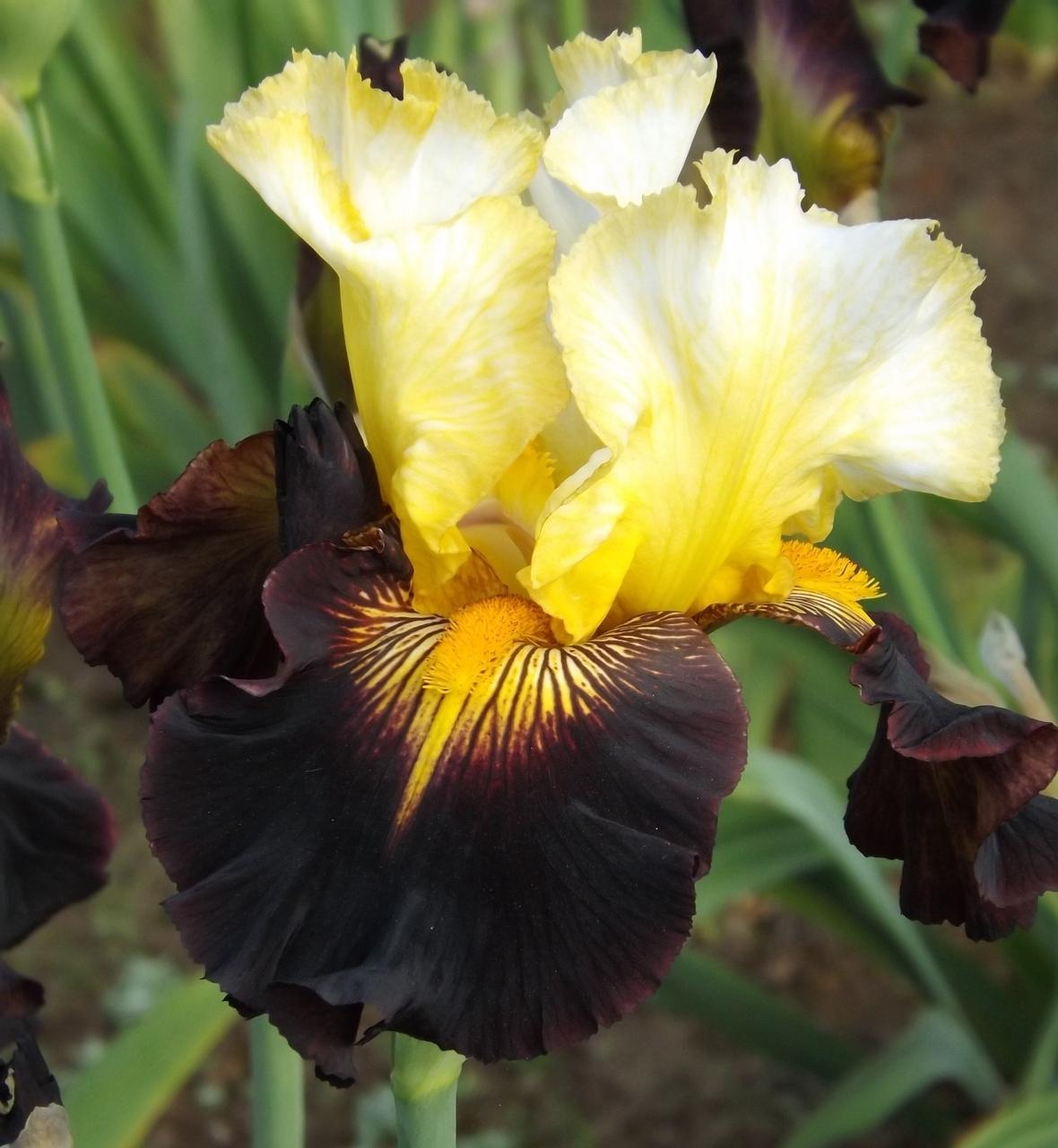 Photo of Tall Bearded Iris (Iris 'Lording It') uploaded by Calif_Sue