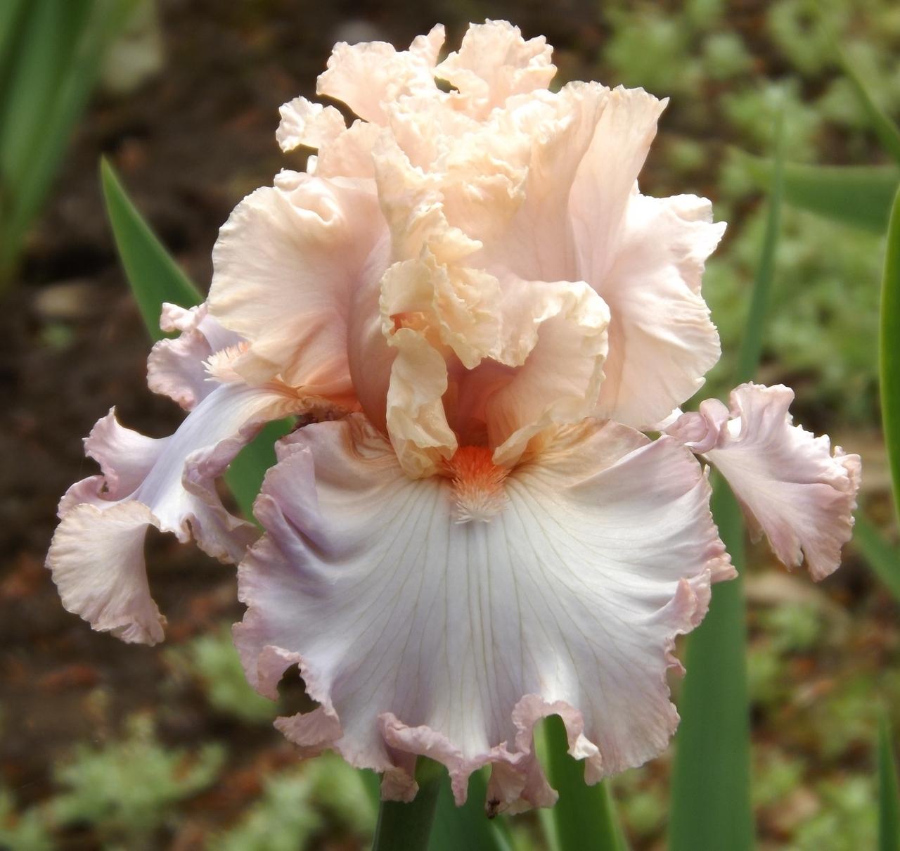 Photo of Tall Bearded Iris (Iris 'Cameo Minx') uploaded by Calif_Sue