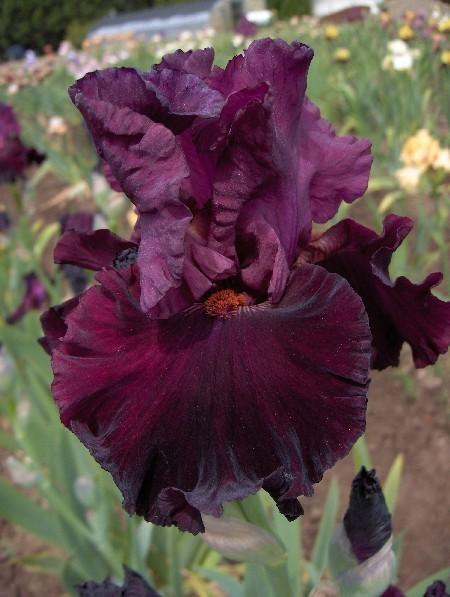 Photo of Tall Bearded Iris (Iris 'Let's Be Brazen') uploaded by Calif_Sue