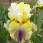 Photo courtesy of Superstition Iris Gardens, posted with permissi