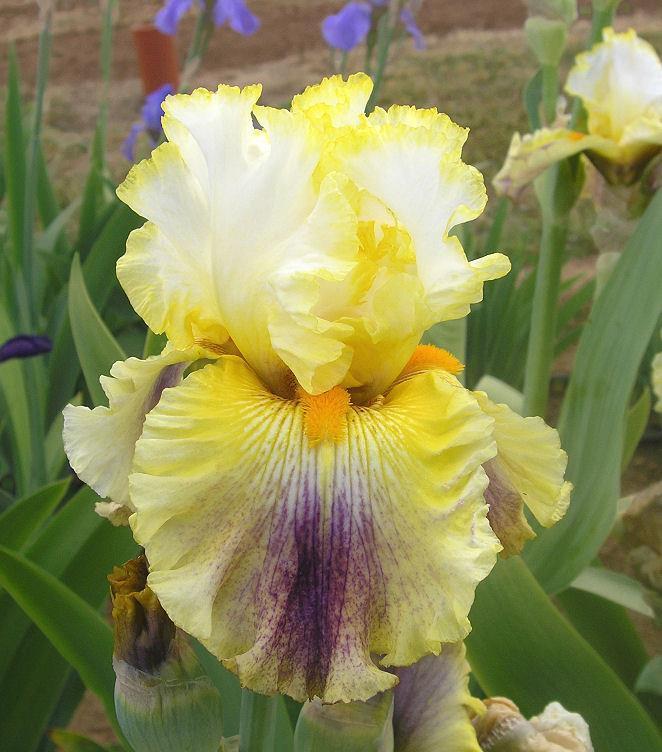 Photo of Tall Bearded Iris (Iris 'Brainstorm') uploaded by Misawa77