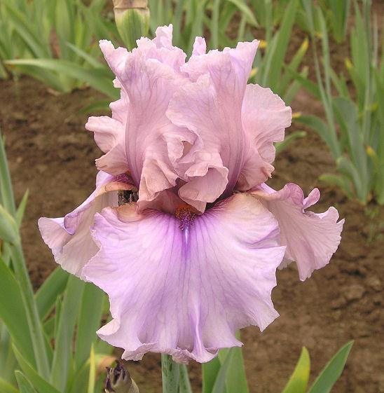 Photo of Tall Bearded Iris (Iris 'Silk Run') uploaded by Misawa77
