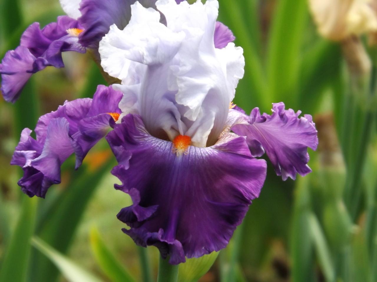 Photo of Tall Bearded Iris (Iris 'Piccadilly Party') uploaded by Calif_Sue