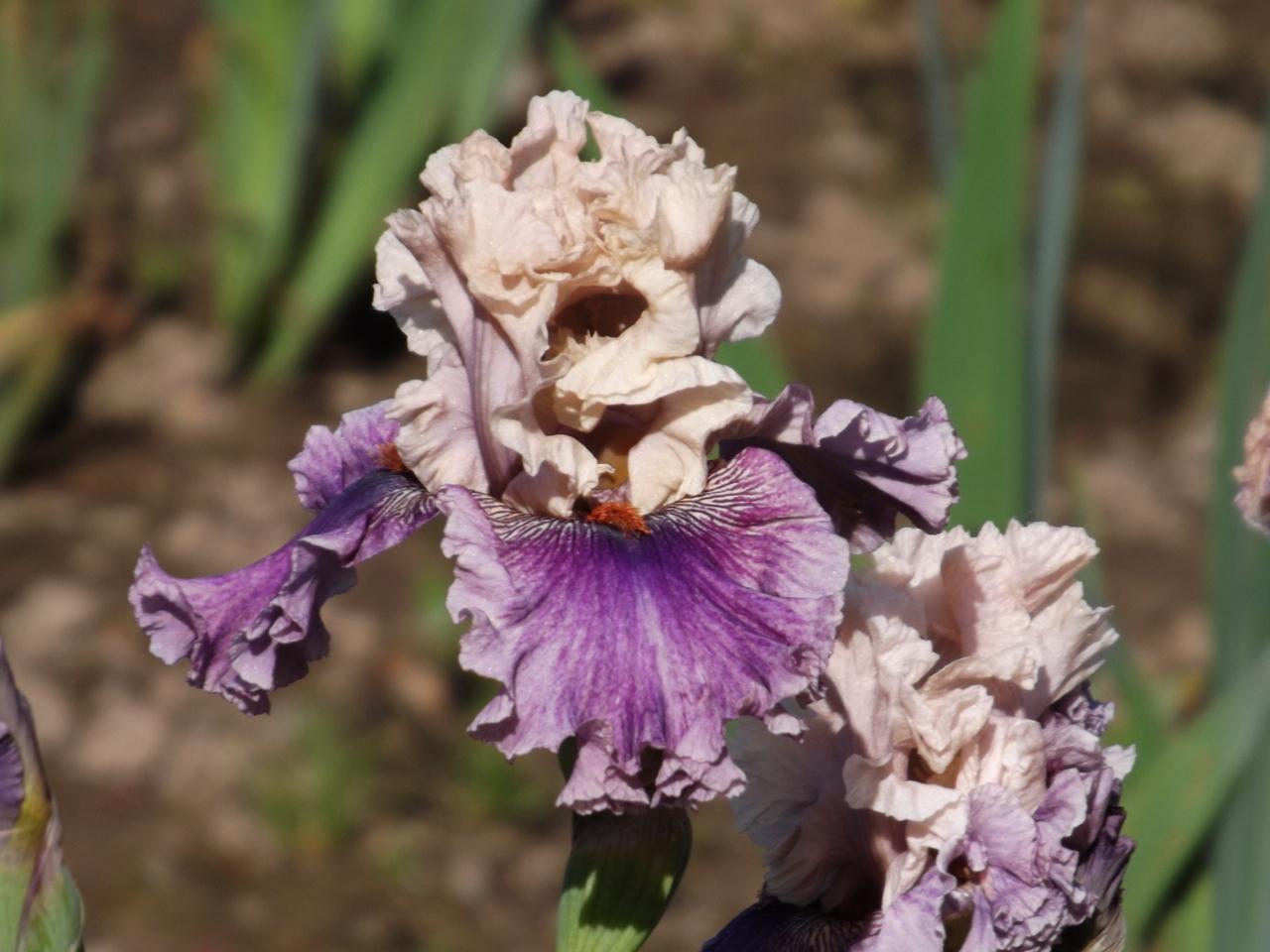 Photo of Tall Bearded Iris (Iris 'Memorised') uploaded by Calif_Sue