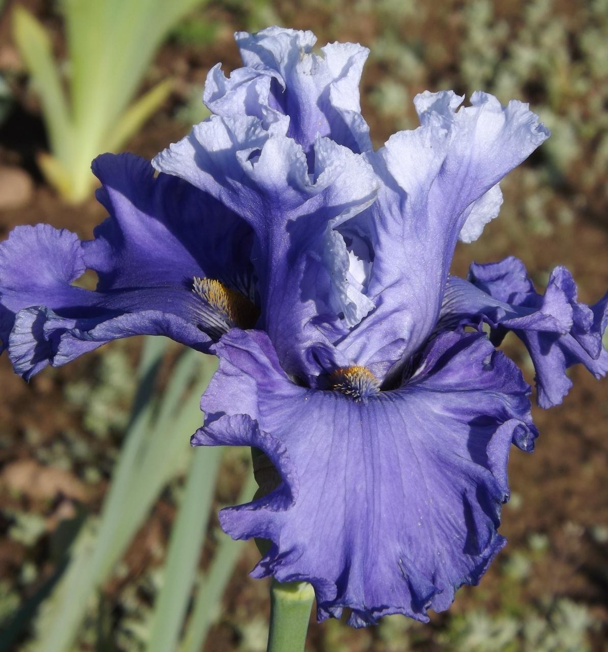 Photo of Tall Bearded Iris (Iris 'Music of the Surf') uploaded by Calif_Sue