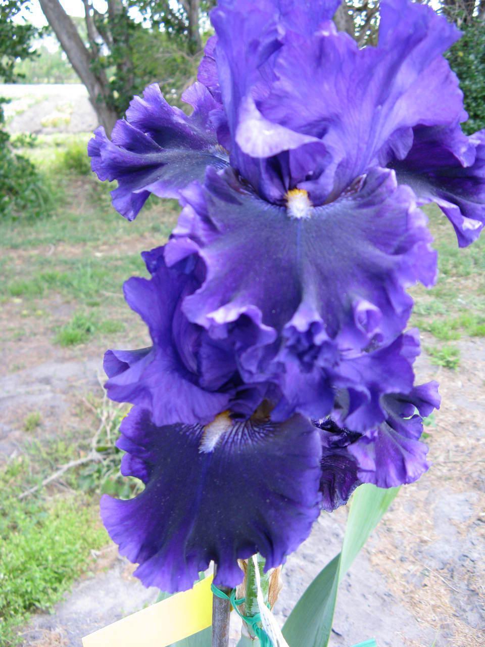 Photo of Tall Bearded Iris (Iris 'Serena Louisa') uploaded by Calif_Sue