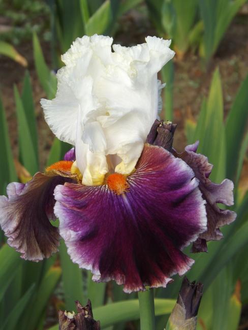 Photo of Tall Bearded Iris (Iris 'Regal Knave') uploaded by Calif_Sue