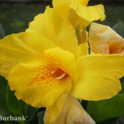 Location: Tenterfield NSW Australia
Date: 2014-12-22
C. 'Burbank' .. Deep Buttercup Yellow .. Bloom