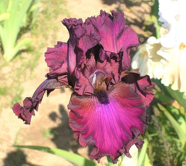Photo of Tall Bearded Iris (Iris 'Palace Symphony') uploaded by Misawa77