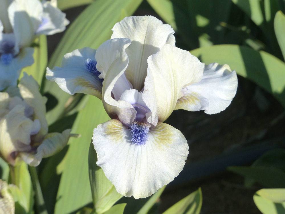 Photo of Standard Dwarf Bearded Iris (Iris 'Blue Oasis') uploaded by Misawa77