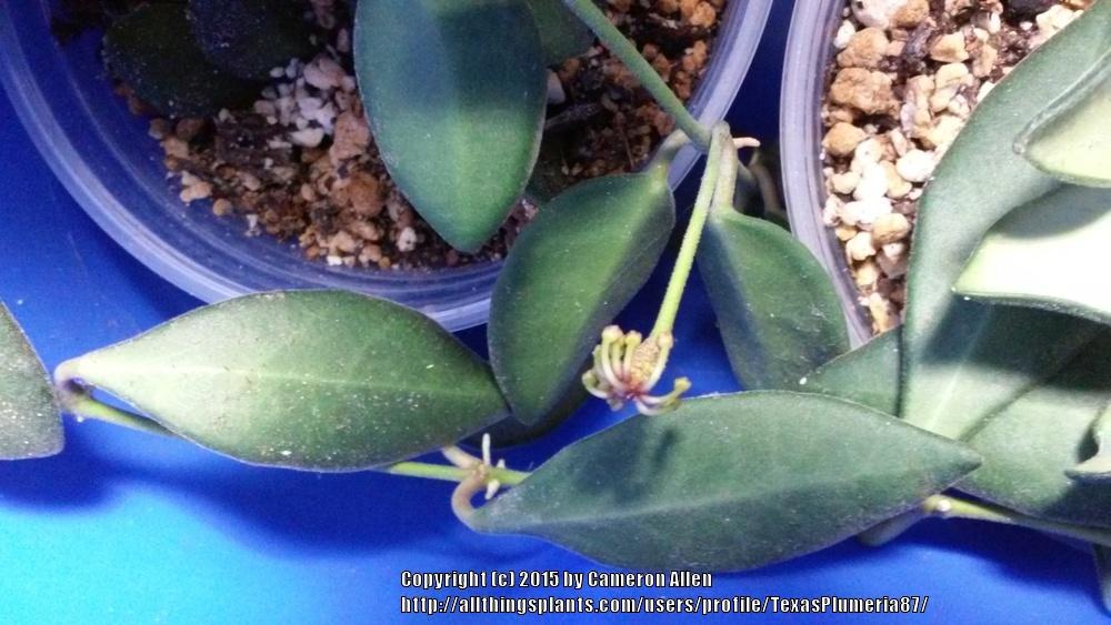 Photo of Wax Plant (Hoya 'DS-70') uploaded by TexasPlumeria87