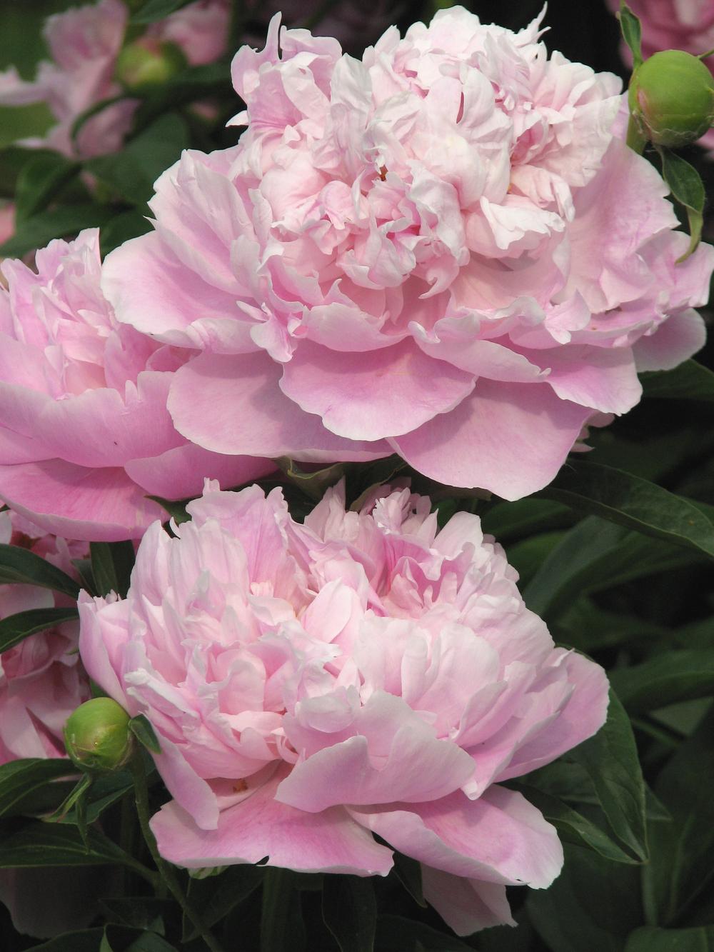 Photo of Peony (Paeonia lactiflora 'Walter Faxon') uploaded by admin