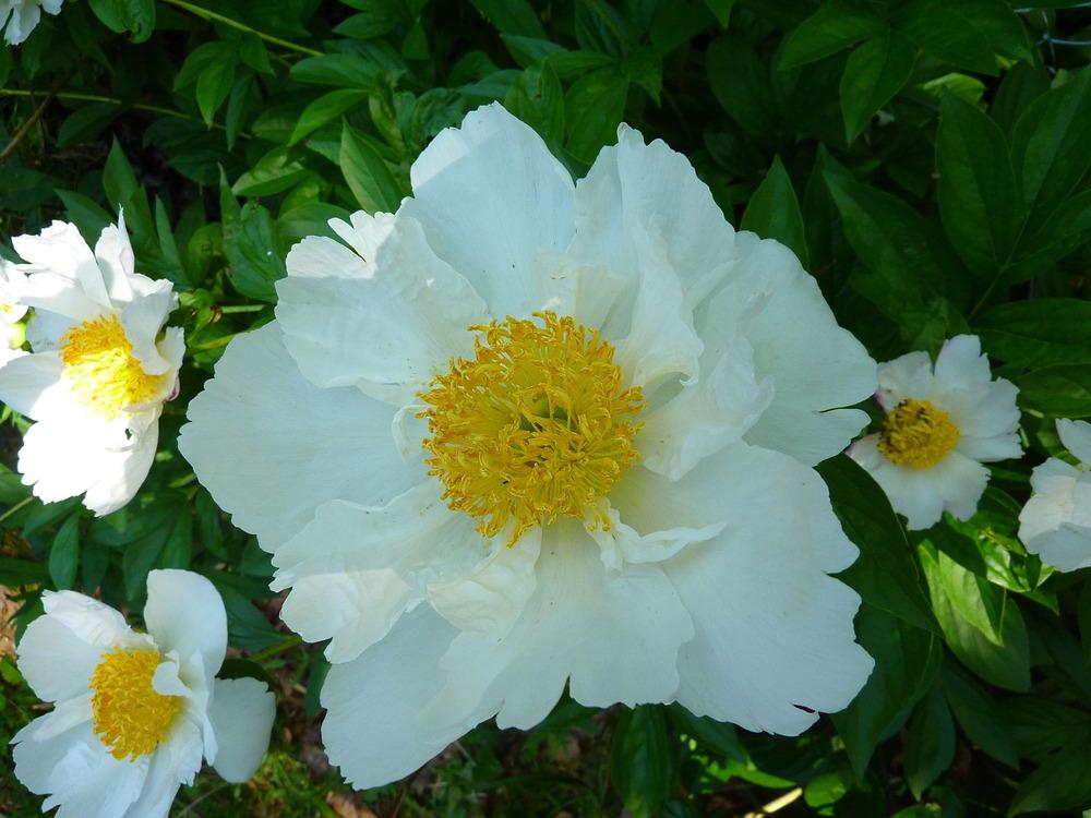 Photo of Peony (Paeonia lactiflora 'White Wings') uploaded by admin