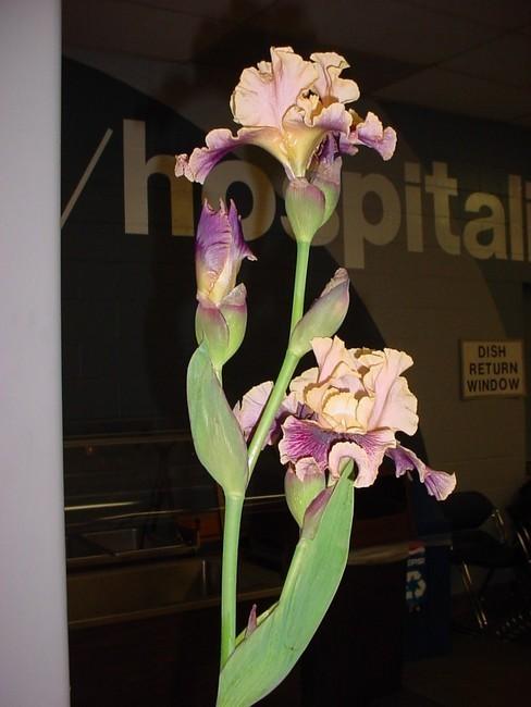 Photo of Tall Bearded Iris (Iris 'Flights of Fancy') uploaded by Calif_Sue