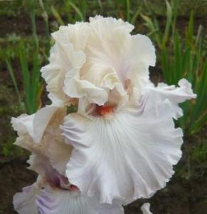 Photo of Tall Bearded Iris (Iris 'Softly Waiting') uploaded by Calif_Sue