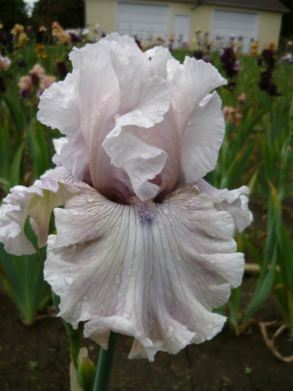 Photo of Tall Bearded Iris (Iris 'Friendly Advice') uploaded by Calif_Sue
