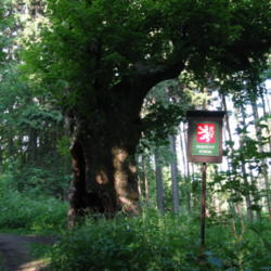 Location: Vestonovice,CZ  Memorable tree,the circumference of the trunk 750cm, age about 600 years
Date: 2003-06-28
Photo courtesy of: Parkis