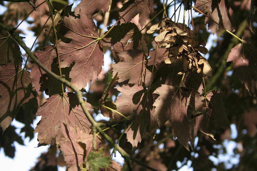 Photo of Sycamore Maple (Acer pseudoplatanus 'Spaethii') uploaded by admin