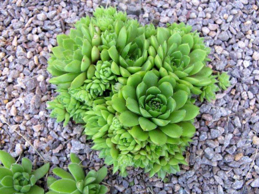 Photo of Hen and Chicks (Sempervivum 'California') uploaded by goldfinch4