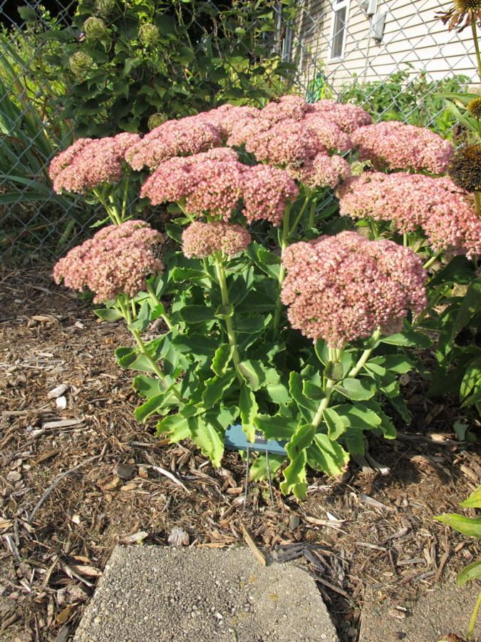 Photo of Stonecrop (Hylotelephium spectabile 'Jaws') uploaded by goldfinch4