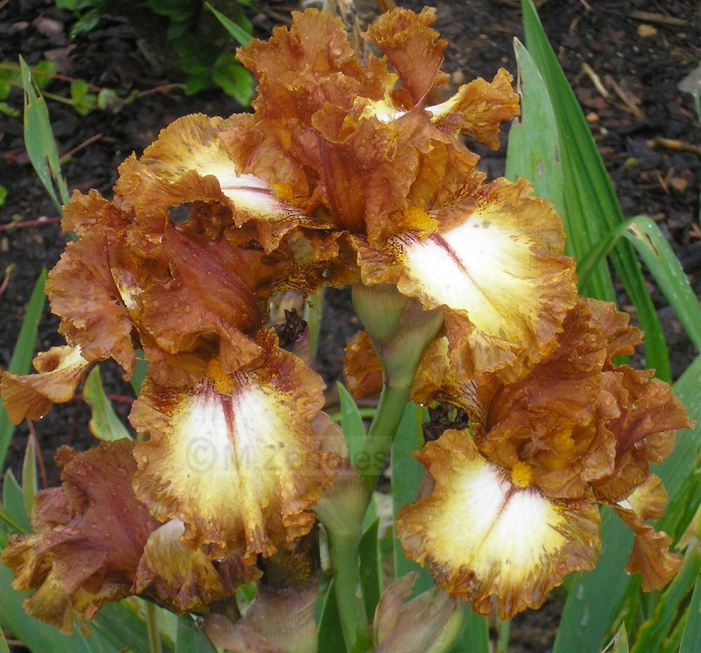 Photo of Border Bearded Iris (Iris 'Parquet Lady') uploaded by ladymary5