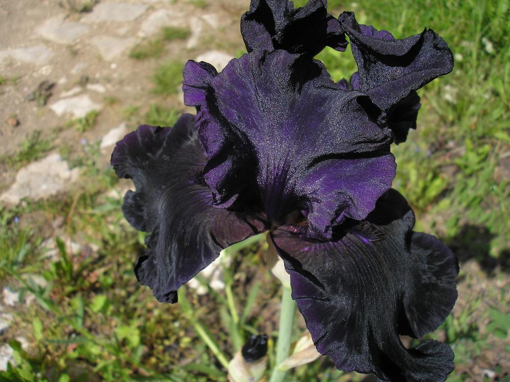 Photo of Tall Bearded Iris (Iris 'Dark Passion') uploaded by ladymary5