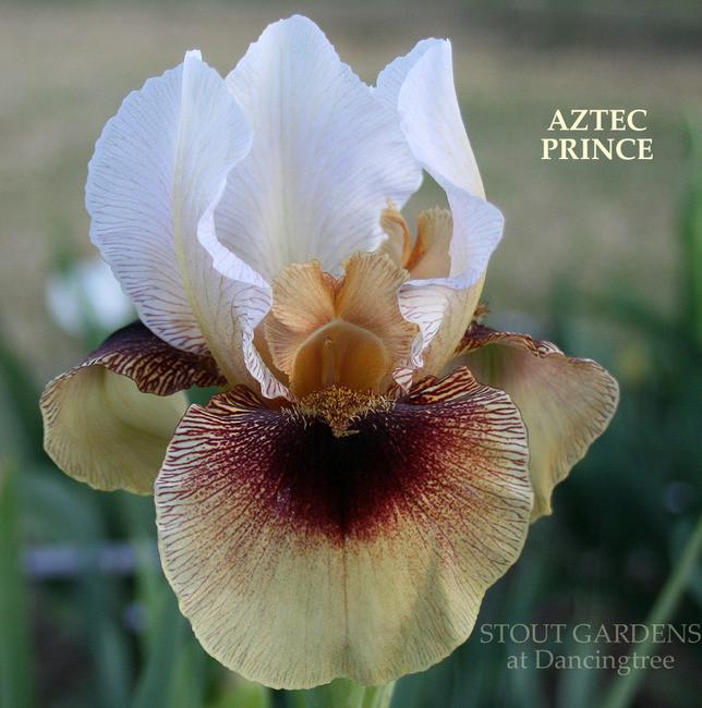 Photo of Arilbred Iris (Iris 'Aztec Prince') uploaded by Calif_Sue
