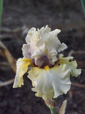 Photo of Tall Bearded Iris (Iris 'Monsoon Moon') uploaded by Calif_Sue